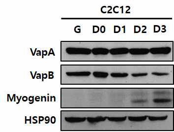 근육줄기세포 분화과정에서 VAP 단백질 발현 패턴 분석