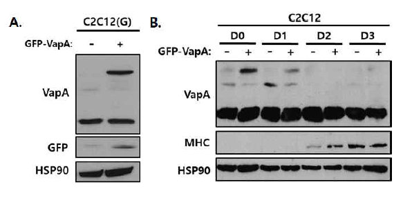 VAP-A 과발현 뒤 근육줄기세포 분화과정 패턴 분석