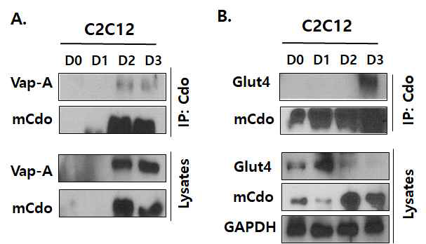 근육줄기세포 분화과정에서 Cdo, GLUT4, VAP-A의 상호간 단백질 결합 분석