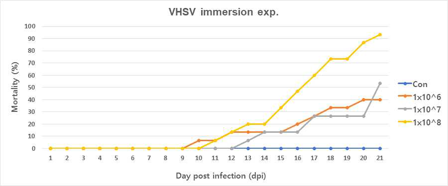 Immersion 방법을 통한 VHSV 감염 후 농도에 따른 폐사율 확인