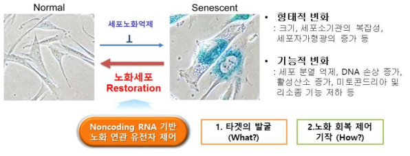 연구개념도 – 노화세포 회복 제어인자 발굴