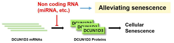 연구 가설 – Non-coding RNA를 활용한 DCUN1D3 발현양 제어 기반 세포 노화의 제어