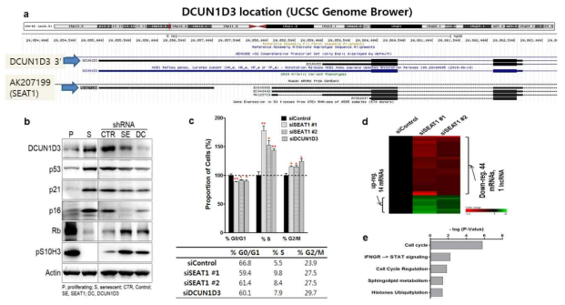 DCUN1D3의 발현양 제어에 의한 세포 주기의 변화 (a) DCUN1D3의 유전자 위치, (b, c) DCUN1D3의 발현양 감소에 따른 세포 주기 관여 단백질의 발현양 변화(b) 및 세포주기의 변화(c), (d, e) DCUN1D3의 발현양 감소에 따른 transcriptome의 변화(d) 및 DEG의 gene ontology 분석 결과(e)