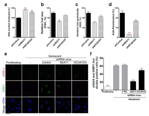 DCUN1D3의 발현양 제어에 의한 세포의 노화표현형 개선 (a) 세포 수의 변화, (b) 세포 크기의 변화, (c) 세포 소기관의 변화, (d) 리포푸신의 변화, (e, f) DNA 손상정도의 변화 및 정량화