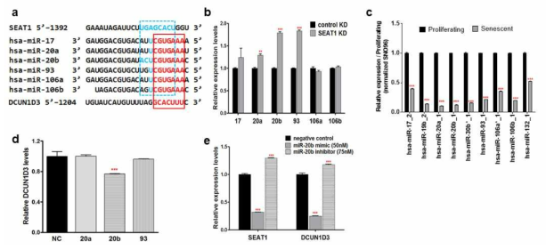 DCUN1D3의 발현양 조절 유도 miRNA의 선별 (a) DCUN1D3 발현양 조절 miRNA 후보군, (b) DCUN1D3의 knock-down에 의한 miRNA 후보군의 발현양 변화 양상, (c) miRNA 후보군의 노화에 따른 발현양 변화, (d) miRNA 후보군 처리에 따른 DCUN1D3의 발현양 변화, (e) miR-20b의 mimic과 inhibitor 처리에 의한 DCUN1D3의 발현양 변화