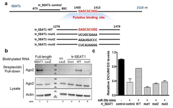 miR-20b와 타겟 유전자 DCUN1D3의 상호 결합 확인 (a) biotinylated RNA를 활용한 RNA pull-down assay를 위한 transcript 디자인, (b) DCUN1D3의 3‘-UTR 부분 가운데 miR-20b 결합 예상 부분 (tr_SEAT1-WT) 특이적인 Ago2 결합양상 확인, (c) miR-20 mimic의 처리로 인해 감소된 DCUN1D3의 발현양의 tr_SEAT1-WT에 의한 특이적 회복