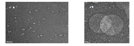 Transmission electron microscopy (TEM) image. (A), PTX-NLC; (B), P-PTX-NLC. Samples were negatively stained with uranyl acetate