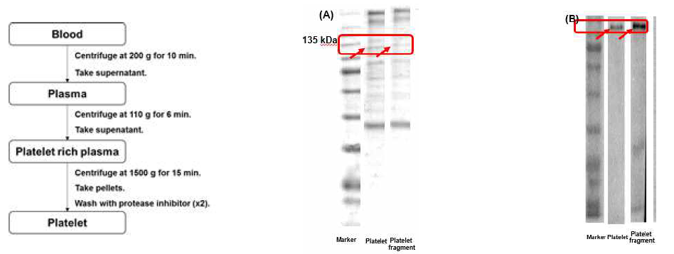 Preparaion of platelet, and indentification of integrin αIIb (CD41) on P-PTX-NLC. (A), Electrophoresis followed by Coomassie staining; (B), Western blot analysis with antibody specific for CD41 (1:1000)