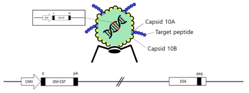 특정 암세포에 homing 하도록 target peptide를 display 하고, 항암효과를 일으키는 cytokine인 GM-CSF를 암세포 내에서 발현하도록 engineer된 bacteriophage T7과 그 genomic DNA