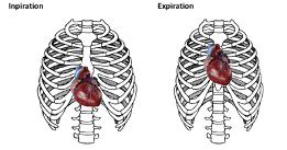 호흡에 따른 심장 위치의 변화, 모식도
