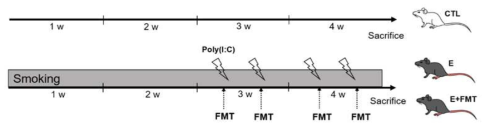 FMT의 효과를 본 실험의 모식도, 4주간의 폐기종 모델을 진행하면서 정상분변쥐를 이식한 효과를 확인함
