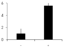 Doxycycline-On 벡터를 이용한 MATR3 의 과발현. MDA-MB-231 세포주에 Doxycycline-On 벡터를 안정적으로 도입한 후, DMSO (-) 혹은 Doxycycline 을 처리 (+)하고, RT-PCR 로 그 발현량을 비교하였다