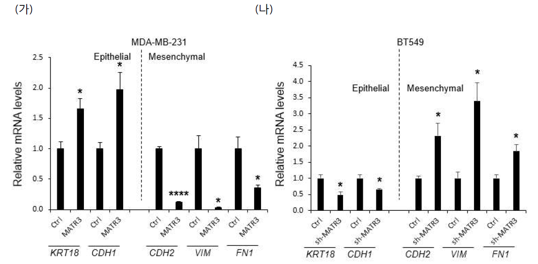 MATR3 에 의한 EMT 표시자의 변화 양상 관찰. MATR3 의 발현이 낮은 MDA.MB-231 세포주 (가)와 발현이 높은 BT549 세포주 (나)에서 각각 MATR3 를 과발현, 저해한 후 RNA 를 추출하여 몇 가지 EMT 표시자 primer 로 그 양상을 RT-qPCR 로 테스트하였다. *P < 0.05; ****P < 0.0001