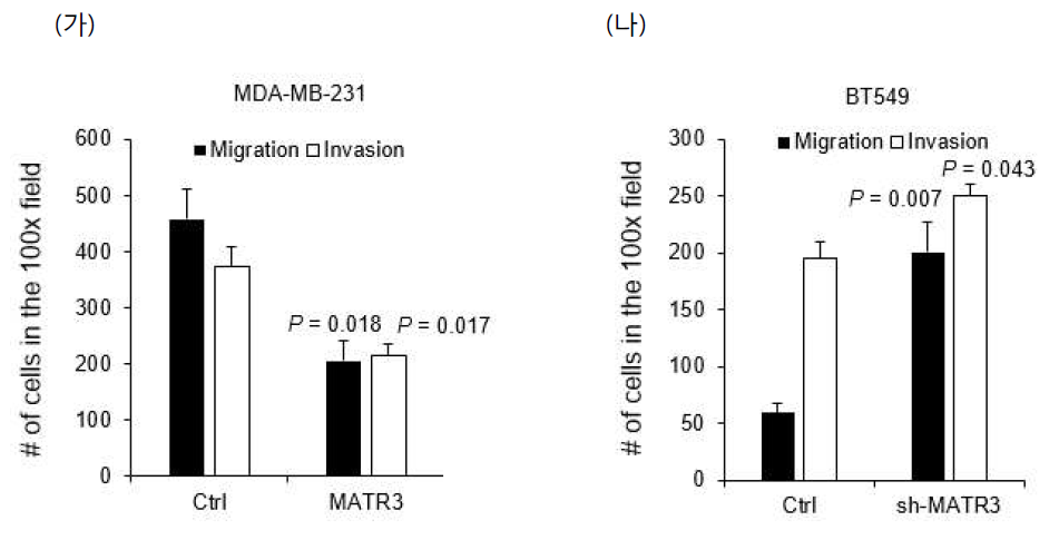 MATR3 발현에 따른 기저형 유방암 세포주의 in vitro migration 과 invasion. MDA-MB-231 와 (가) BT549 세포주에 (나) 각각 MATR3 를 과발현 혹은 저해하고 Boyden chamber 를 이용하여 in vitro migration 과 invasion assay 를 수행하였다. 10X 현미경으로 관찰하여 이 영역에서 보이는 부분에 해당하는 세포수를 세어 정량하여 비교하였다