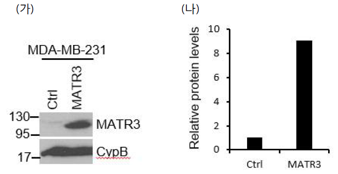 MDA-MB-231 세포주에서 SFB-MATR3와 SFB-GFP 대조구 발현 벡터를 이용하여, transfection한 후 과발현하였다. (가) 과발현한 후, 특이 항체를 이용하여 MATR3의 과발현을 western blot을 통하여 확인하였다. (나) 대조구와 과발현한 실험구사이의 MATR3의 상대적인 발현량을 정량화하여 비교하였다