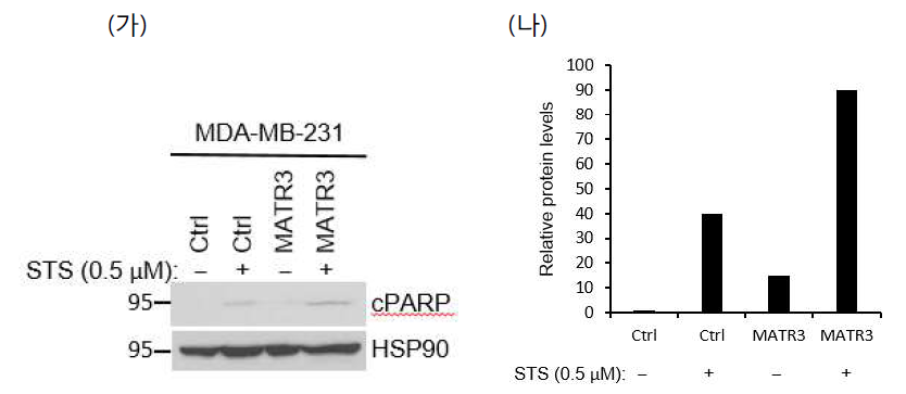 내생 MATR3의 발현량이 낮은 MDA-MB-231 세포주에 MATR3를 과발현하고 Staurosporine (STS)를 처리하여 apoptosis가 증가하는지를 살펴보았다. (가) PARP가 apoptosis가 진행됨에 따라 caspase protease에 의해 잘려 85 kda 가량의 조각을 만드는데, MATR3가 과발현될 때 이러한 현상이 더 심하게 나타났다. (나) (가)에서 잘린 PAPR의 양을 internal loading control인 HSP90와 비교하여 정량화하여 그래프로 나타내었다