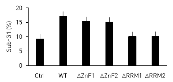 그림 4 와 유사한 방법으로 flow cytometry 를 수행하여 sub-G1 에 해당하는 세포의 비율을 정량화 하였다. MATR3 의 기능 부분으로는 ZnF 도메인이 두 개, RRM 이 두 개 있는데, 각 부분을 없앤 돌연변이 MATR3 를 MDA-MB-231 세포주에 transfection 하고, propidium iodide 로 염색하고 flow cytometry 로 cell cycle 을 분석한 후, sub-G1 비율만 정량화하여 비교하였다. (Ctrl 대조구에 대하여, WT 부터 오른쪽으로 순서대로, P = 0.01, 0.02, 0.02, 0.65, 0.68)