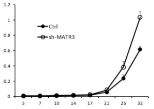 In vivo tumorigenecity 실험. MATR3 의 발현이 상대적으로 높은 BT549 기저형 유방암 세포주에 각각 대조구 혹은 sh-MATR3 를 안정적으로 도입한 세포주를 만들어 nude 마우스의 mammary fatpad 에 orthotopic 하게 이식하였다 (각각, N = 5). 그리고 3-6 일간격으로 caliper 로 자라난 암의 크기를 측정하여 부피 (0,52xAxBxC, A, B, C 는 각각 암조직의 긴 지름, 짧은 지름, 두께)를 측정하였다. 세포주를 이식한지, 32 일째에 통계적으로 유의하게 (P = 0.001) MATR3 가 저해된 세포주에서 큰 암을 형성하였다. Y 축 = 부피 (ml), X 축 = 이식 후 일자