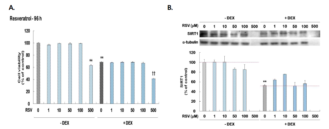 1차 해마 신경세포에 덱사메타손으로 처치로 유도된 우울증 세포모델에서 reveratrol (RSV)의 농도별 세포 생존율 (A; MTT assay) 및 SIRT1의 단백질 발현(B; Western blotting)에 미치는 영향