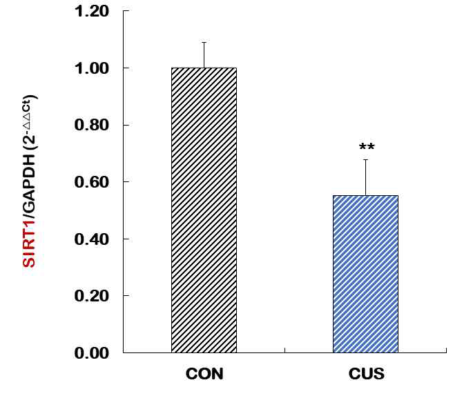 장기간 예측 불가능한 스트레스(CUS)가 해마의 SIRT1 발현에 미치는 영향
