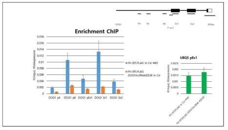 DOG1 lncRNA knockdown line에서 EFS:FLAG 단백질의 DOG1 locus targeting