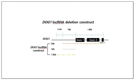 DOG1 lncRNA deletion construct 모식도