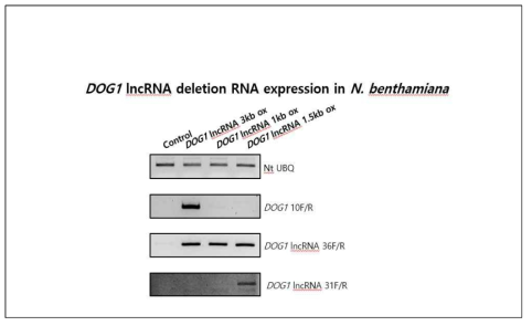 DOG1 lncRNA deletion constructs를 담배 잎에 infiltration 후 RNA 발현 분석