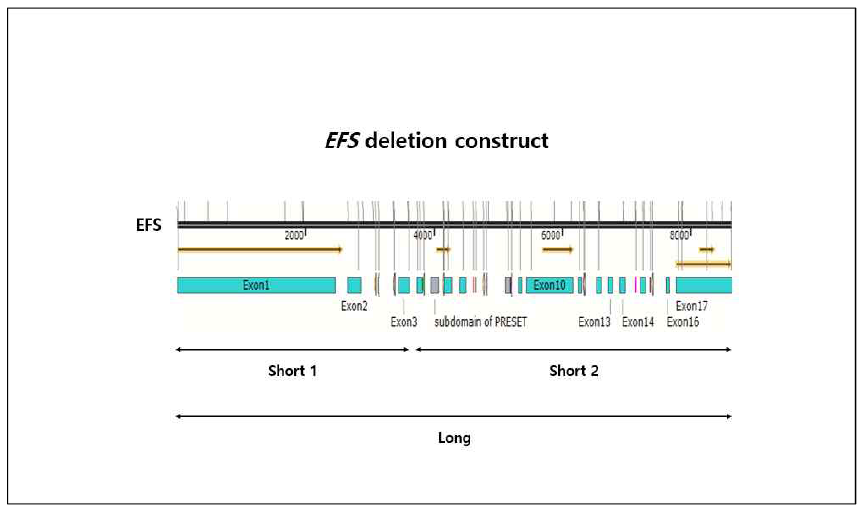 EFS deletion construct 모식도