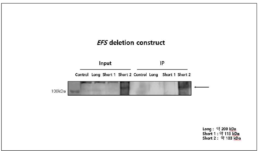 EFS deletction constructs를 담배 잎에 infiltration 후 단백질 발현 확인