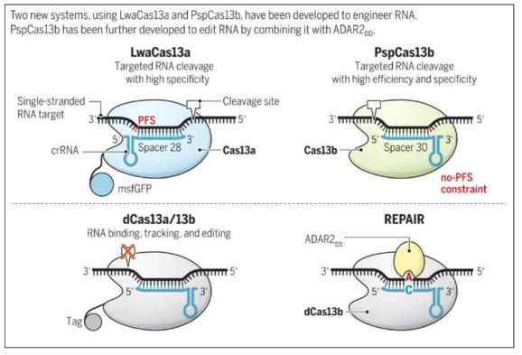 RNA engineering with the RNA-guided RNase Cas13 (Yang and Chen, 2017)