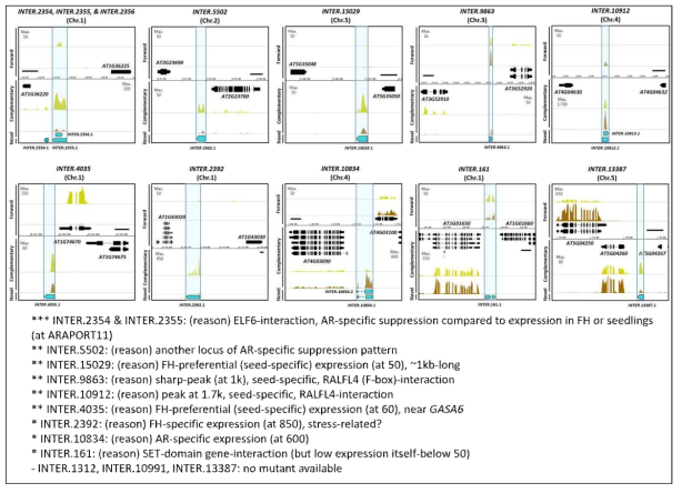 CRISPR/Cas9 기반 knockout을 위한 10 seed-specific intergenic lncRNAs