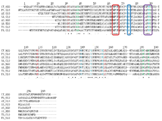 여러 미생물에 존재하는 새로운 HGO 효소의 아미노산 서열의 특징을 비교함. 알려진 Glx1 구조의 서열에서는 64~67번VPST 서열이 결여됨 (붉은색 박스). 75번 히스티딘이 새로운 HGO 에서 잘 보존됨 (파랑색 박스). Glx1에서 글루탐산으로 보존되어 금속이온과 배위결합하는 87번이 새로운 HGO에서는 알라닌으로 보존되어있고, 이어서 87~90번Ala-Phe-Phe-Asp/Glu로 Glx1과 달리 보존됨 (보라색 박스)