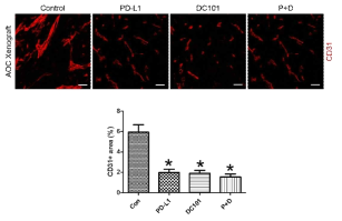 항VEGFR2 혈관신생억제제와 항-PD-L1 면역관문억제제, 그리고 병용투여에 의한 종양내 혈관의 분포 양상의 변화. CD31양성의 혈관의 모양이 정상화되며 혈관 density가 감소하는 양상임