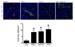 항VEGFR2 혈관신생억제제와 항-PD-L1 면역관문억제제, 그리고 병용투여에 의한 종양내 CD8양성 T세포의 분포 양상의 변화. CD8양성 T세포의 종양 내 수가 증가하는 양상임