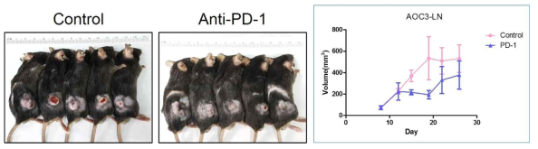 분리된 AOC 세포주로 동종 이식 (xenograft)후 항 PD-1 면역치료제를 투여함 – 선행연구