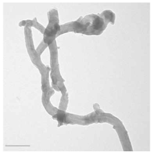 Representative TEM image of microfibrillated cellulose extracted from waste paper by our developed NaOH/urethane aqueous system