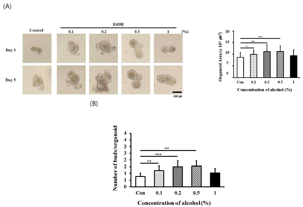 알코올 투여에 따른 오가노이드 크기 및 버딩 수 변화