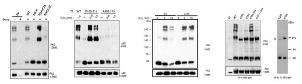 p62 이황화 복합체 형성에 필수적인 cysteine 잔기 동정 및 규명