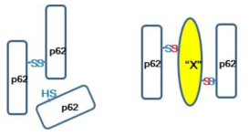 p62 이황화 복합체 형성 시 예상할 수 있는 서로 다른 두 가지 모델