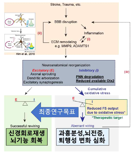 연구 개요. 억제성 신경 세포가 만성적으로 진행되는 신경 회로 이상의 주요 병리 기전이 된다