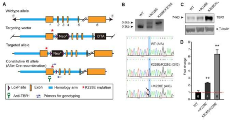 Tbr1 K228E knock-in mouse model
