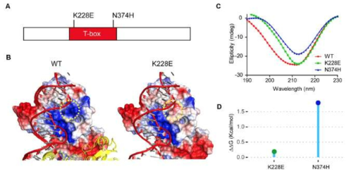 TBR1 K228E는 wild-type (WT)와 비교하여 DNA 결합능력이 현저히 감소함