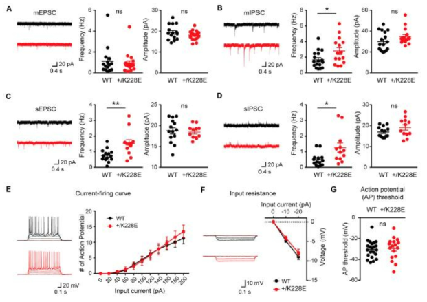 Heterozygous knock-in mutation mice에서 보이는 전전두엽의 증가된 네트워크 활성. 시냅스수준에서는 억제성 시냅스의 경우 WT와 차이를 보임. 흥분성 시냅스의 경우는 WT와 활성 차이가 유의미 하지 않음