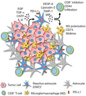 Reactive astrocyte STAT3+에 의한 뇌전이암의 발달 (McFarland 등, 2019)