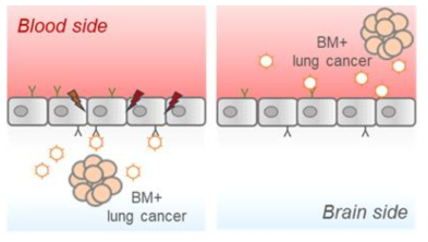 폐암 BM+EV의 BBB 장벽저하 기전