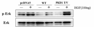 pcDNA5, PC1 WT, uncleavaged PC1(PKD T/V)가 발현되는 IMCD 세포에 HGF를 처리한 후 ERK의 인산화 조사