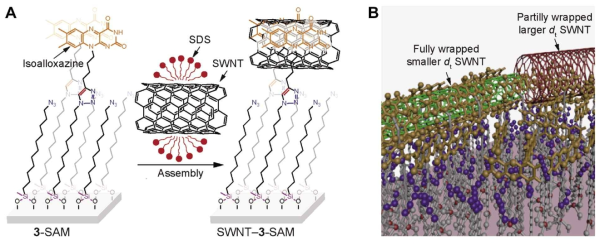 (A) Flavin 기능화된 자기조립 단층막의 구조와 SDS로 분산된 분산액으로부터 탄소나노튜브의 결합 모식도 (B) 자기조립 단층막의 플라빈 부분과 직경에 따른 탄소나노튜브간의 선택적 래핑