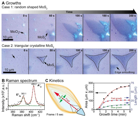 (A) 성장단계: Case 1) 무정형 성장, Case 2) 삼각형 결정립 성장. (B) 성장된 MoS2 결정립의 라만 스펙트럼. (C) 시간에 따른 구조의 변화 및 면적의 변화