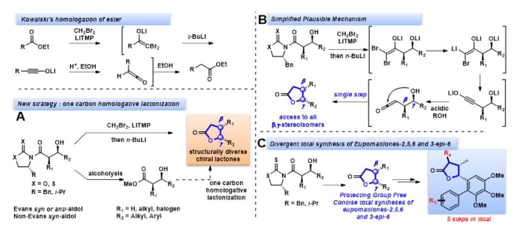 A. Hofmann rearrangement의 탄소 유사체 반응의 탄소 확장 (homologation)을 통한 고효율 입체 선택적 감마락톤 (gamma-lactones) 합성법 개발. B. 입체 선택적 감마 락톤 합성 메커니즘. C. Protecting Group Free 광학활성 천연물 Eupomatilones 2,5,6 및 3-epi-6 의 divergent 비대칭 합성 연구