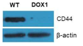 MDA-MB231 WT과 DOX1 내성 세포의 CD44 단백질 발현